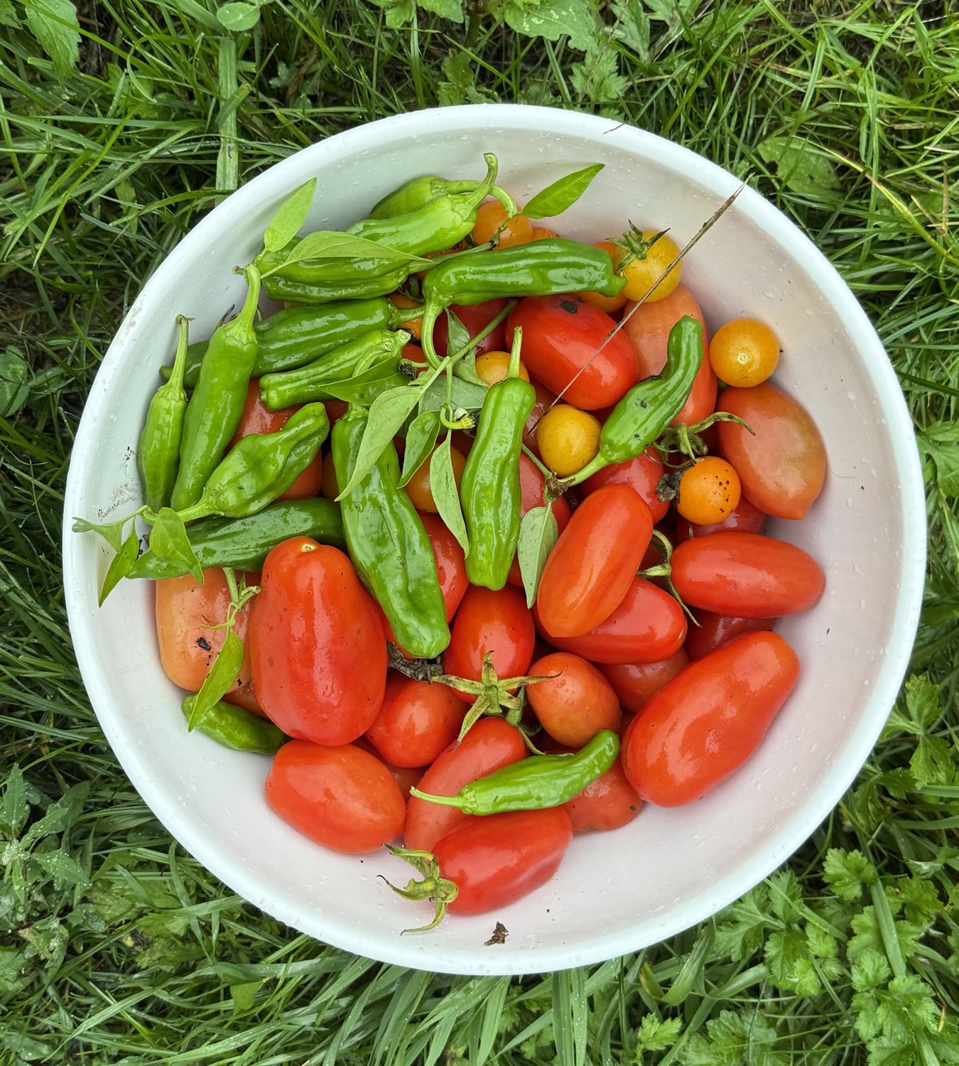 Garden photo