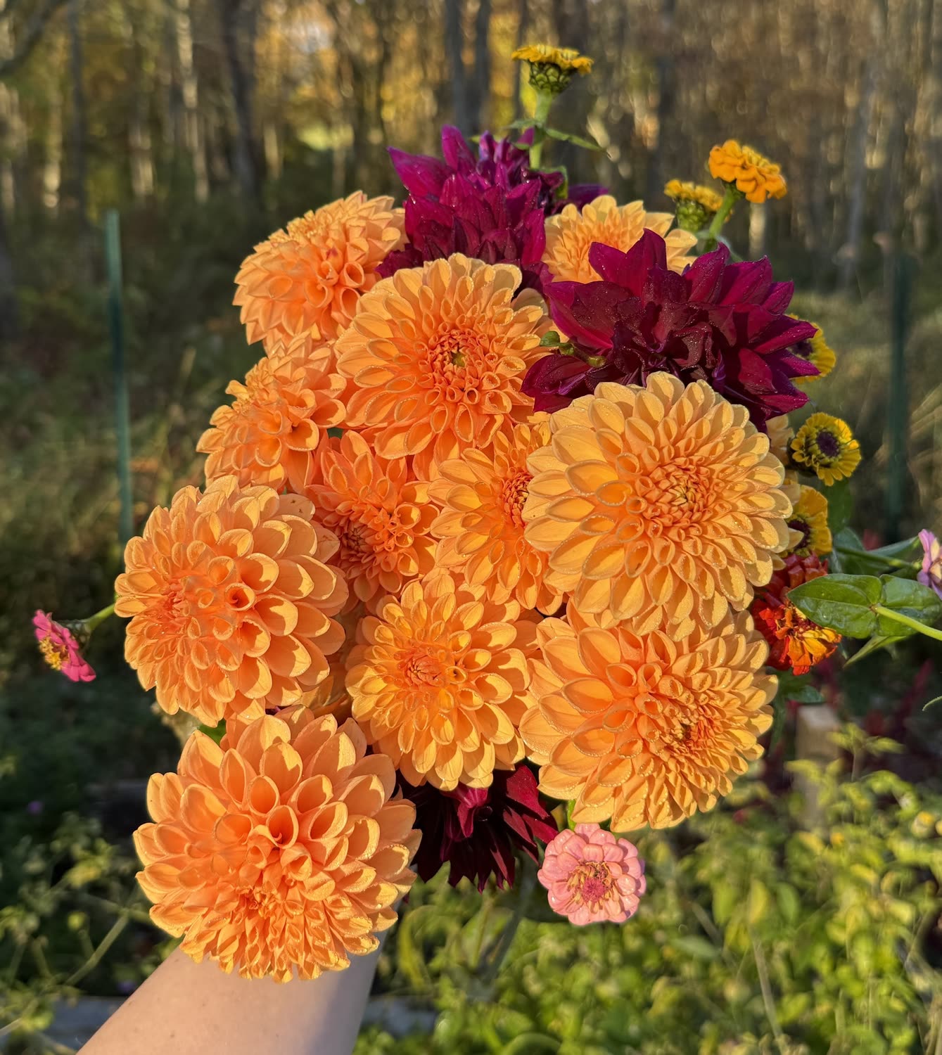 Garden photo