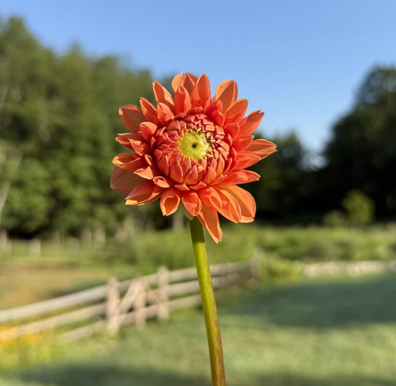 Garden photo