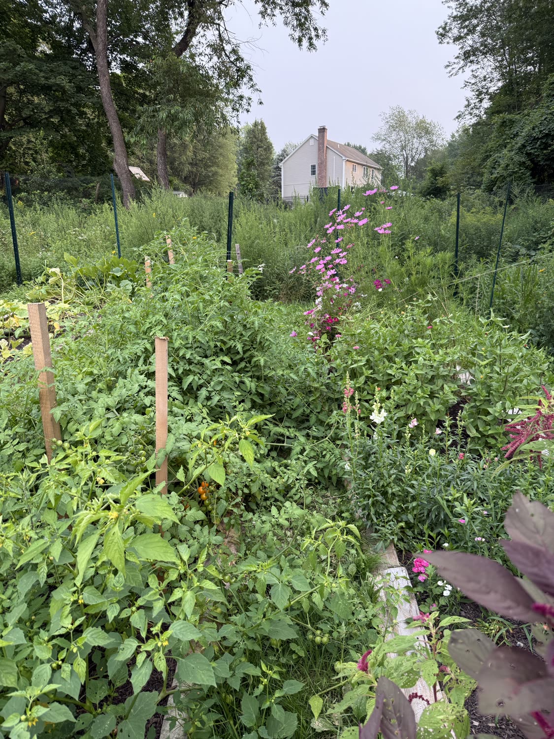 Garden photo