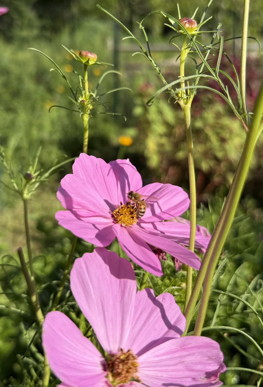Garden photo